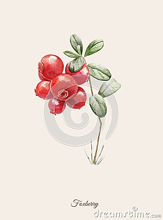 Handpainted watercolor poster with foxberry Stock Photo