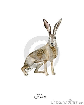 Handpainted watercolor poster with hare Stock Photo