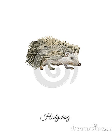 Handpainted watercolor poster with hedgehog Stock Photo