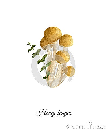 Handpainted watercolor poster with honey fungus Stock Photo