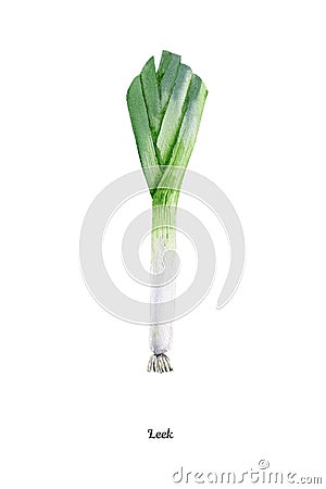 Handpainted watercolor poster with leek Stock Photo