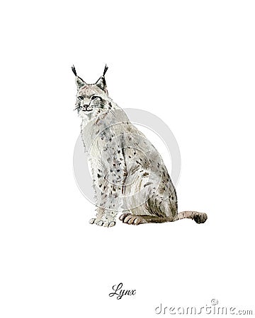 Handpainted watercolor poster with lynx Stock Photo