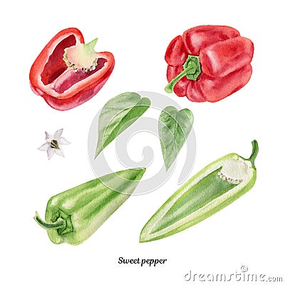 Handpainted watercolor poster with red and green paprika Stock Photo