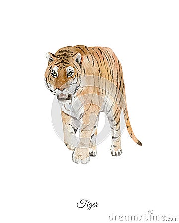 Handpainted watercolor poster with tiger Stock Photo