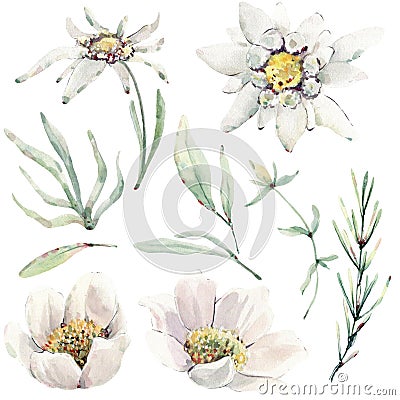 Handpainted watercolor wild flowers and herbs Cartoon Illustration