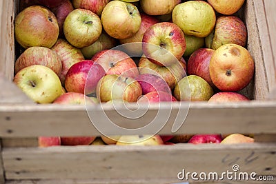 Handpicked organic apples Stock Photo