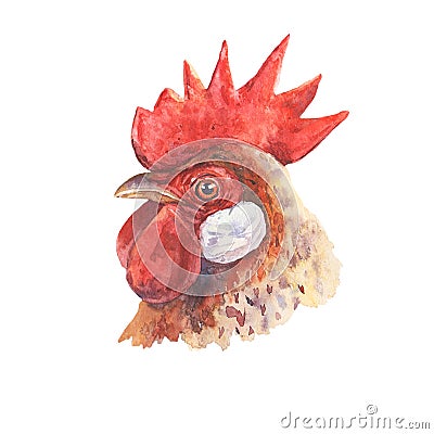 Handrawn illustration Rooster Cartoon Illustration