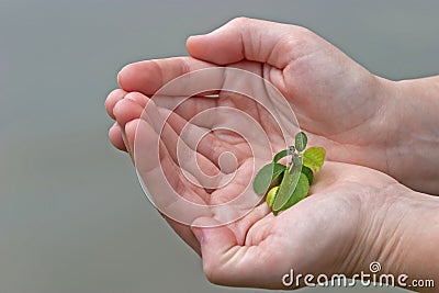 Holding a green sour cherry in your hands Stock Photo