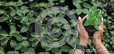 Hands of african american woman with smartwatch holding flower sprout Stock Photo