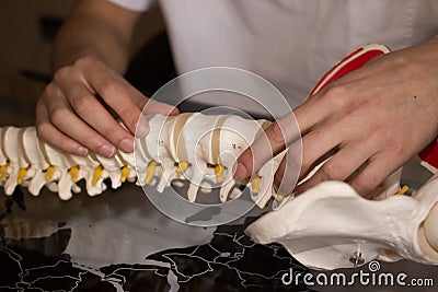 Hands on artificial spine Stock Photo