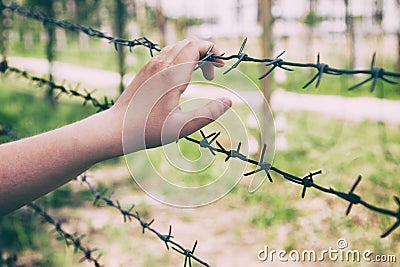 Hands and barbed wire. Stock Photo