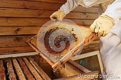 Hands of beekeeper pulls out from the hive a wooden frame with honeycomb. Collect honey. Beekeeping concept Stock Photo