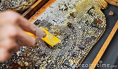 Hands, beekeeper or upcapping tool in honey harvest, sustainability agriculture or bees product on countryside food Stock Photo