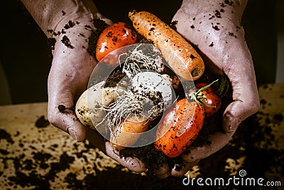 Hands with a biological vegetables Stock Photo