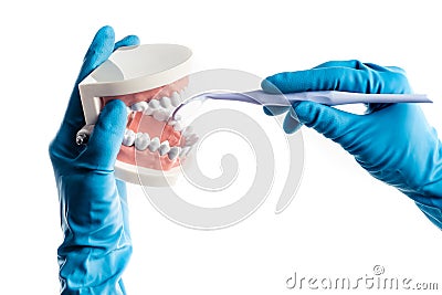 Hands in blue gloves examinating teeth model isolated Stock Photo
