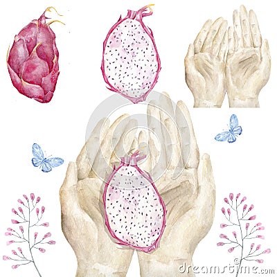 Hands and bright juicy tropical dragon fruit watercolor clip art on white background Stock Photo