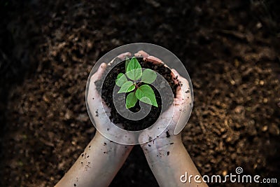 Hands child holding young plants on the back soil in the nature park of growth of plant Stock Photo