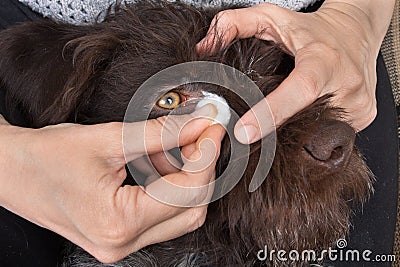 Hands cleaning eyes of dog Stock Photo