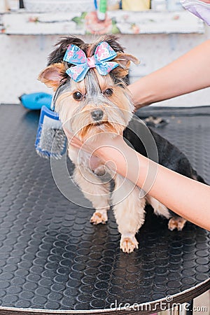 Hands combing york terrier. Groomer working, cute little dog. Stock Photo