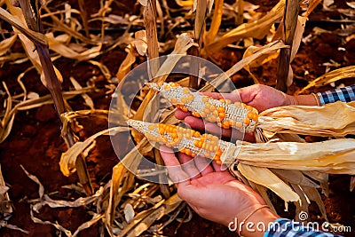 Hands of the corn farmer the corn with few seeds becomes a testament to the value of preserving heritage and sustainable farming Stock Photo