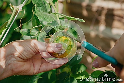 Hands cut round cucumber with scissors from branch Stock Photo