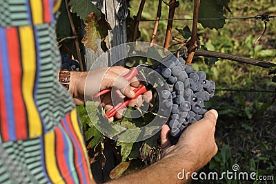 Hands cutting grape cluster Stock Photo