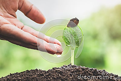 The hands are dripping water to the small seedlings, plant a tree, reduce global warming, World Environment Day Stock Photo