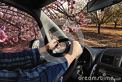 Hands of driver on car steering wheel. Dashboard. Springtime orchard. Fruit tree pink flowering branches. Driving car on nature Stock Photo