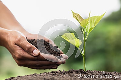 Hands of farmer growing and nurturing tree growing on fertile soil, environment Earth Day In the hands of trees growing seedlings Stock Photo