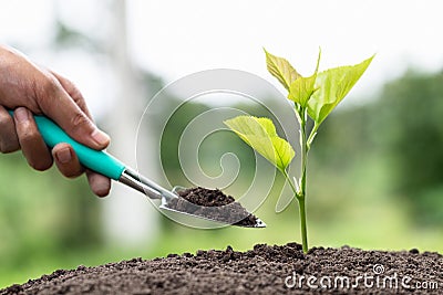 Hands of farmer growing and nurturing tree growing on fertile soil, environment Earth Day In the hands of trees growing seedlings Stock Photo