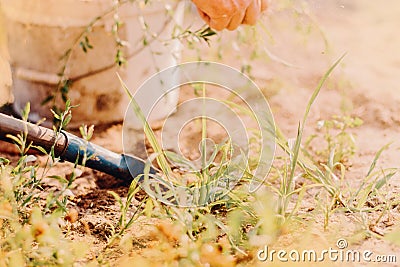 Hands of farmer racking removing weeds from his lawn Stock Photo