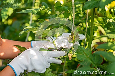 Hands of a farmer woman holding leaf of the tomato plant vegetable looking for insects and vegetable diseases on the leaf in her g Stock Photo