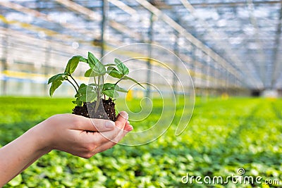 Hands of female botanist holding seedling in plant nursery Stock Photo