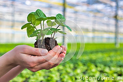 Hands of female botanist holding seedling in plant nursery Stock Photo