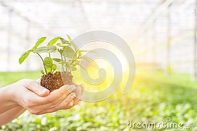 Hands of female botanist holding seedling in plant nursery Stock Photo
