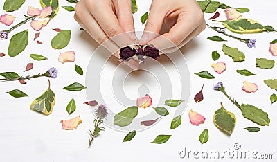 Hands female with roses on a background of petals, flowers and l Stock Photo