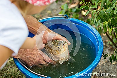 Hands of fisherman showing to a kid a big crucian in a bucket caught in a freshwater pond recently Stock Photo