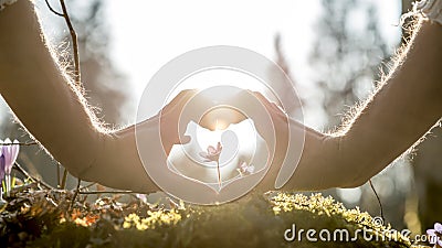 Hands Forming Heart Shape Around Small Flower Stock Photo