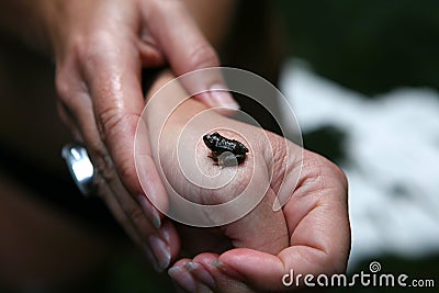 Hands and frog Stock Photo