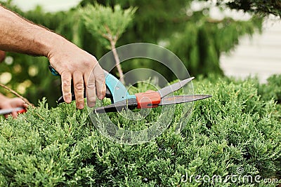 Hands gardener closeup cut juniper bush Stock Photo