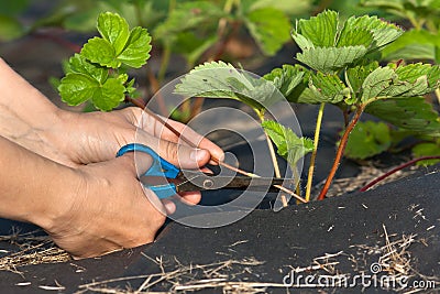 Hands of gardener cutting strawberry runners Stock Photo