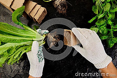 Hands of gardener puts greeners in peat container with soil, planting a plant with gardening tools. Stock Photo