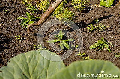 Hands gardener remove weeds from the garden with a tool Stock Photo