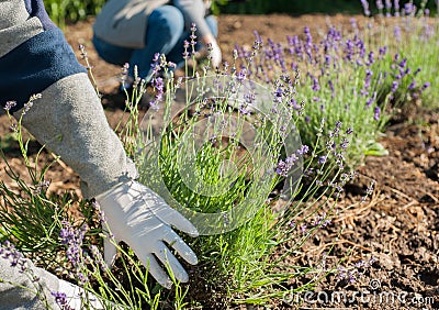 Hands of a gardeners in gloves cut lavender inflorescences with a pruner Stock Photo