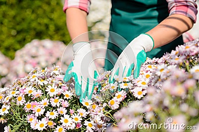 Hands in gardening gloves touch daisy flowerbed Stock Photo