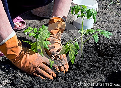 Hands in gloves condense the ground near a planted bush tomato Stock Photo