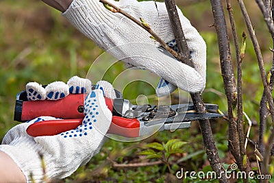 Hands in gloves pruning black current Stock Photo