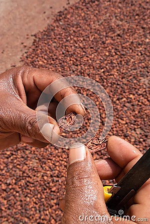 Hands handling and inspecting cocoa beans in a drying yard Stock Photo