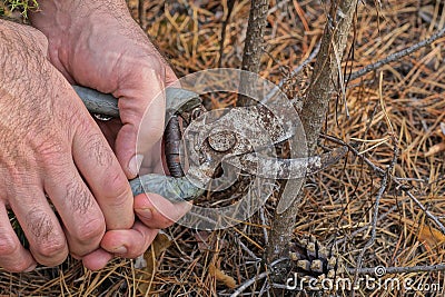 hands hold a gray metal rusty pruner cutting a brown dry branch Stock Photo