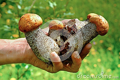 Hands hold mushrooms Stock Photo